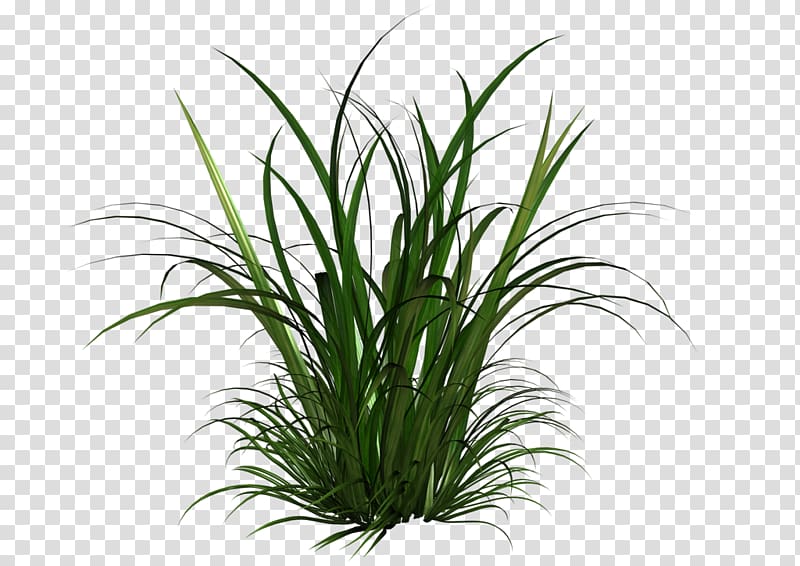 Bermuda grass illustration, Grasses and Grains , Tall Grass transparent background PNG clipart