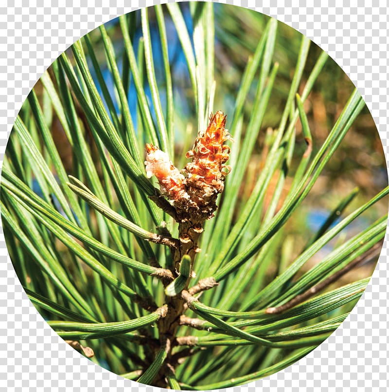 alpha-Pinene Conifers Western yellow pine, pine cone transparent background PNG clipart
