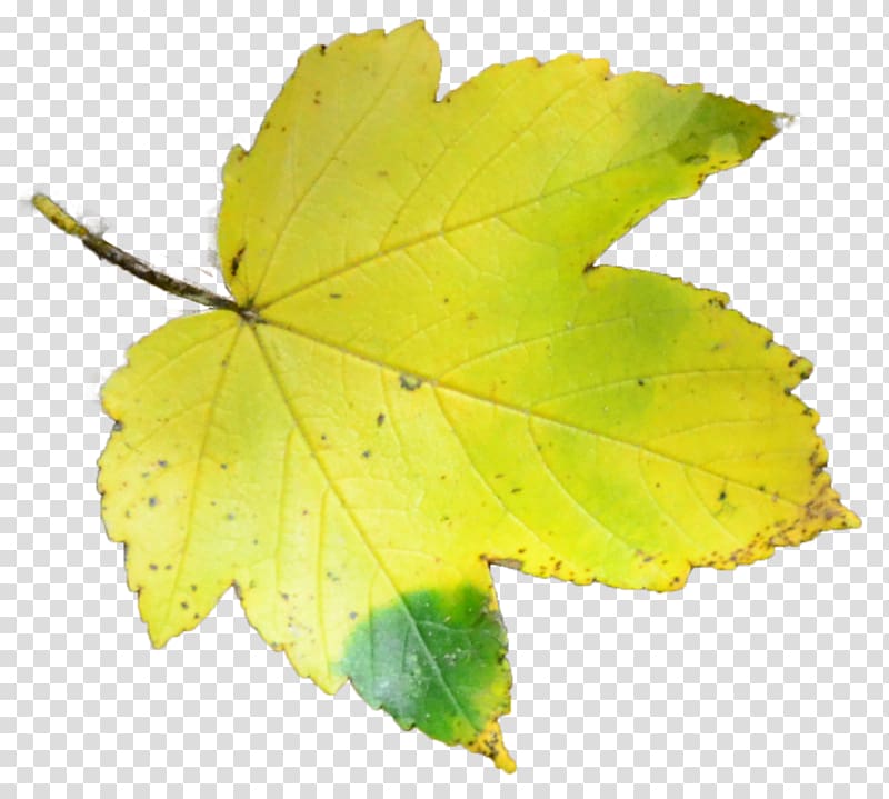 Leaf, Leaf transparent background PNG clipart