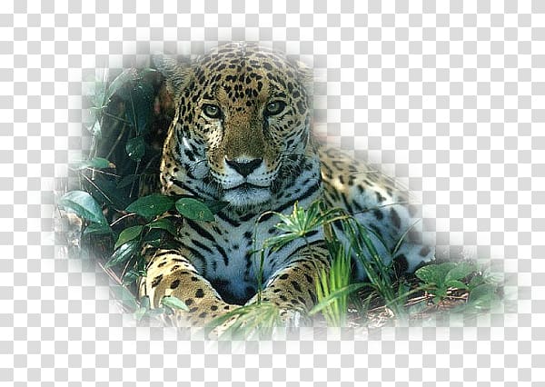 Tiger Snow leopard Jaguar Felidae, tiger transparent background PNG clipart