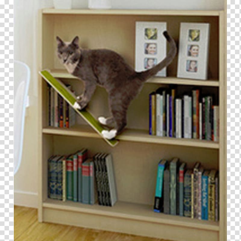 Cat Shelf Bookcase Window Library, Santa monica transparent background PNG clipart