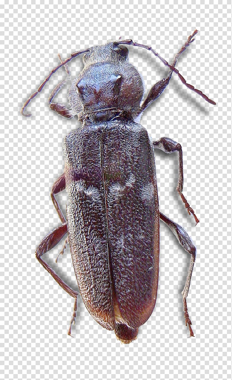 Weevil Longhorn beetle Scarabs Hylotrupes, beetle transparent background PNG clipart