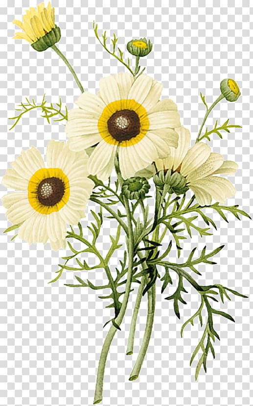 daisy flowers , Chrysanthemum Flower Euclidean , chrysanthemum transparent background PNG clipart