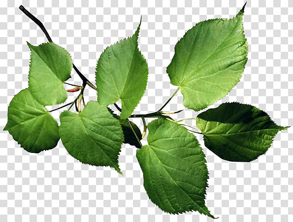 Branch Leaf Lindens Tree Plant stem, Leaf transparent background PNG clipart