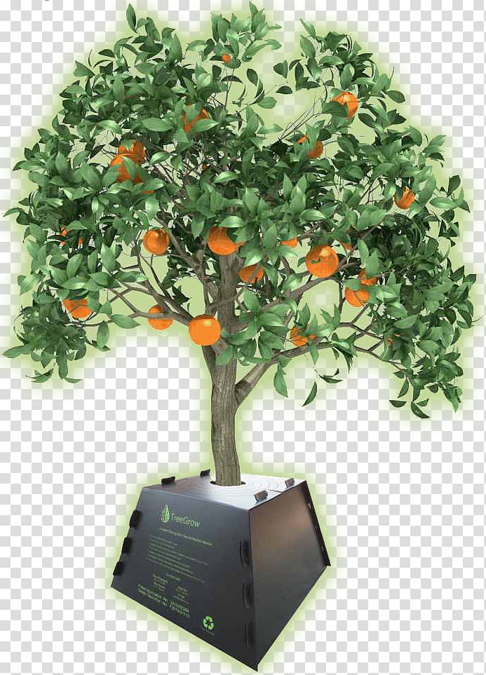 Tree Orange Maarab Lebanese Forces President of Lebanon, tree transparent background PNG clipart