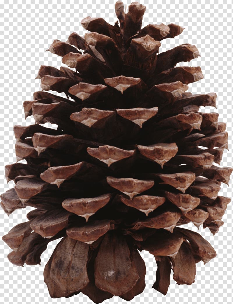 brown pinecone, Dark Pine Cone transparent background PNG clipart