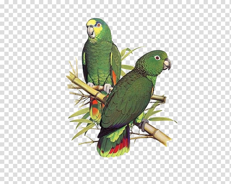 Parrot Bird Scaly-naped amazon Illustration, Hand-painted parrot to pull material Free transparent background PNG clipart