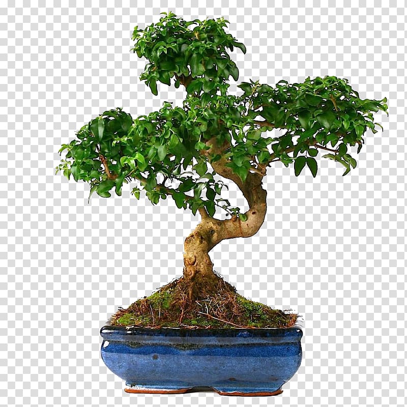 Bonsai Tree Houseplant Sageretia theezans Chinese elm, tree transparent background PNG clipart