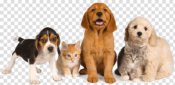 Dog Pet sitting Pet–friendly hotels Pet Shop, Pet Icon transparent background PNG clipart