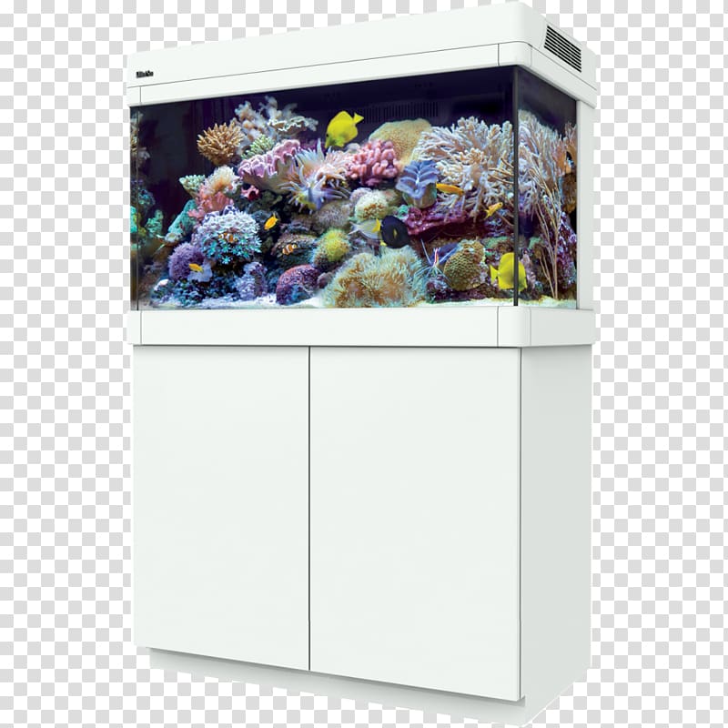 Red Sea Reef aquarium Coral reef, sea transparent background PNG clipart