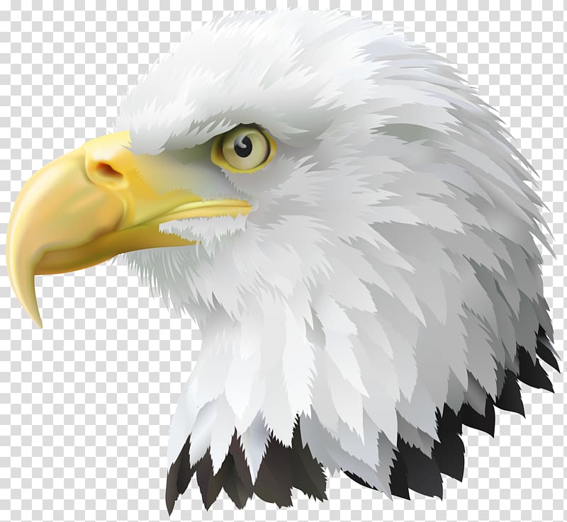 Bald Eagle United States Bird , eagle transparent background PNG clipart