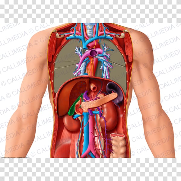 Anatomia y Fisiologia Carnet d'anatomie: Thorax, abdomen, pelvis Organ Human anatomy, abdomen anatomy transparent background PNG clipart