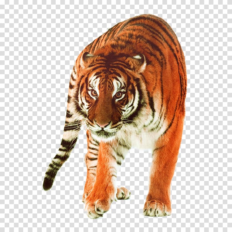 Siberian Tiger Quest Felidae Big cat, Tiger transparent background PNG clipart