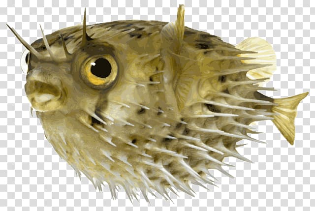 Pufferfish Long-spine porcupinefish , others transparent background PNG clipart