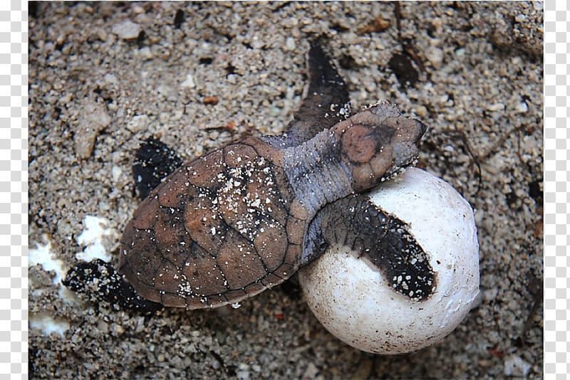 Hawksbill sea turtle Common snapping turtle Egg, turtle transparent background PNG clipart