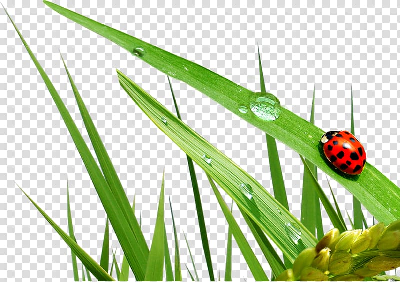 Extremism Seven-spot ladybird Terrorism Ladybird beetle DHC Facial Scrub, others transparent background PNG clipart