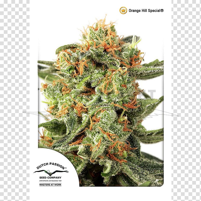 Orange Hill Restaurant Cannabis Seed Skunk Grow shop, cannabis transparent background PNG clipart