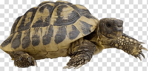 brown turtle, Hermann's Tortoise Walking transparent background PNG clipart