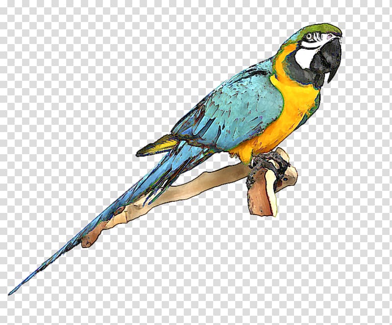 Parrot Bird Blue-and-yellow macaw , Free Bluebird transparent background PNG clipart