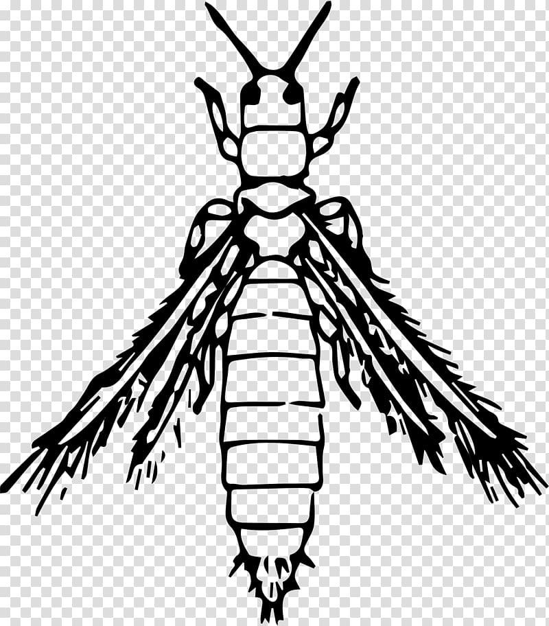 Thrips Les insectes Los insectos , beetle transparent background PNG clipart