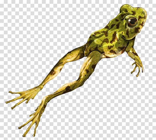 American bullfrog True frog Toad Colombia, frog transparent background PNG clipart