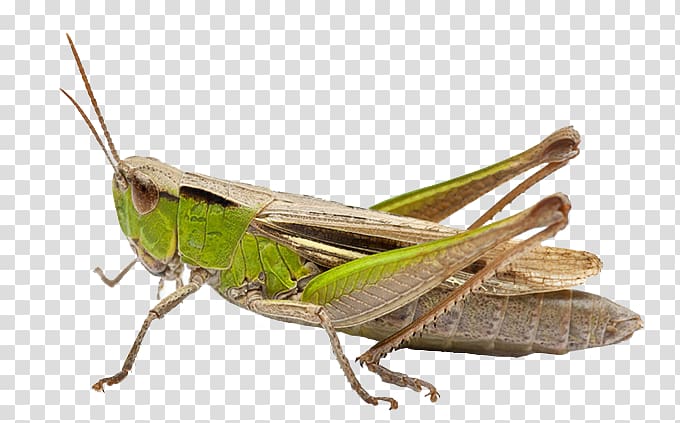 green and brown grasshopper, Grasshopper Beetle Cricket , Green grasshopper transparent background PNG clipart