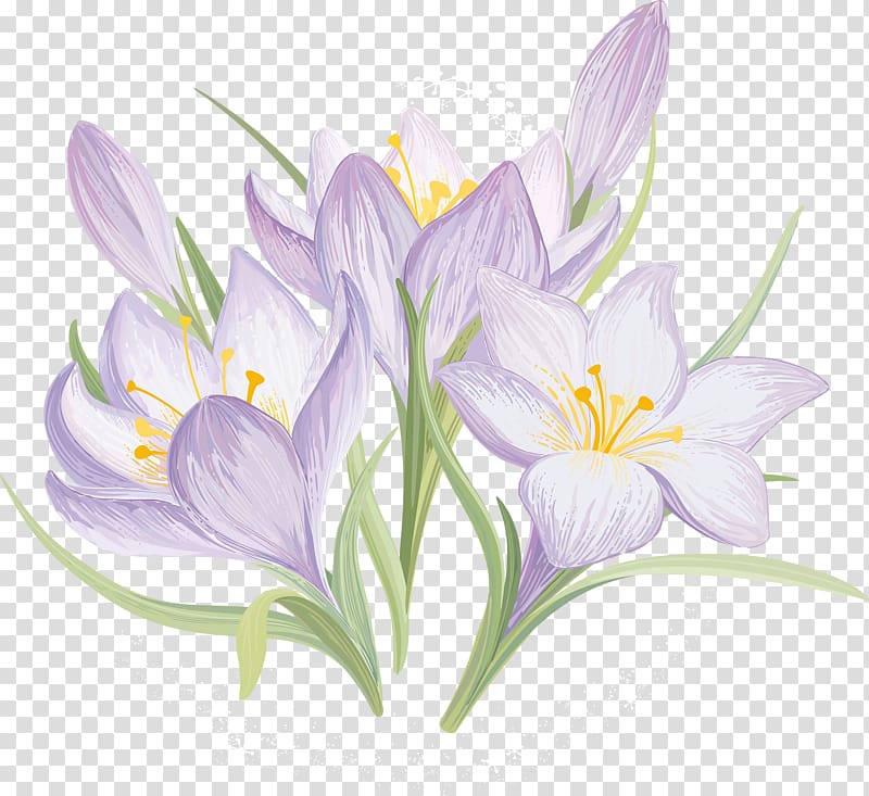 Drawing Flower , Purple crocus transparent background PNG clipart
