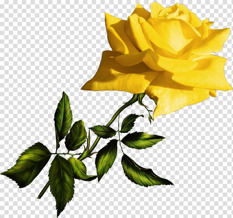 Garden roses Yellow Blue , yellow rose transparent background PNG clipart