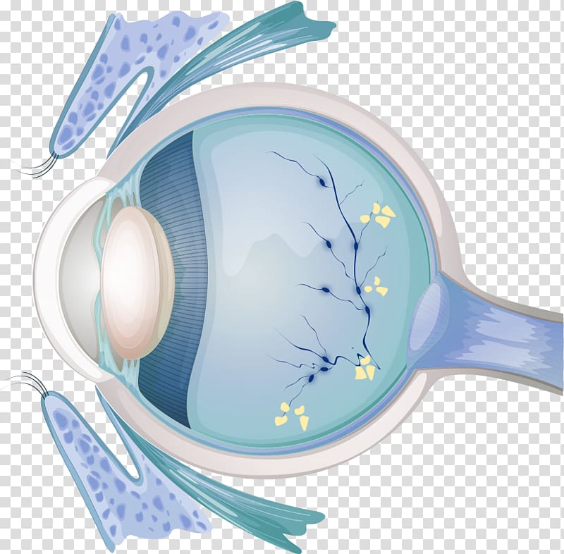 Optician Eye examination Diabetic retinopathy Visual perception, Eye transparent background PNG clipart