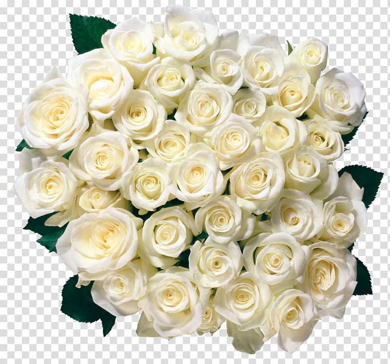 White roses transparent background PNG clipart