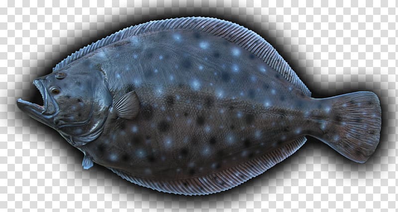 Summer flounder Sole Flatfish, fish transparent background PNG clipart