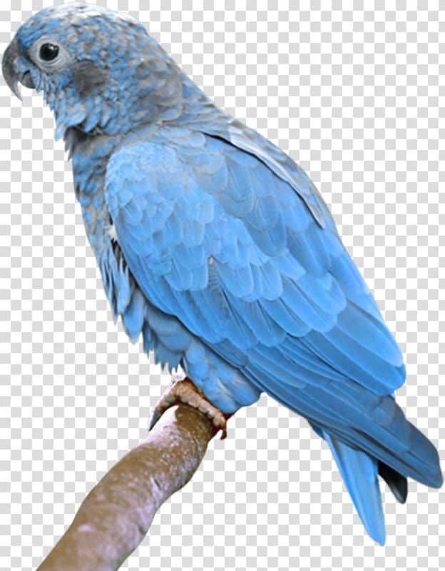 Bird True parrot Budgerigar Turquoise-fronted amazon, Hand-painted parrot transparent background PNG clipart