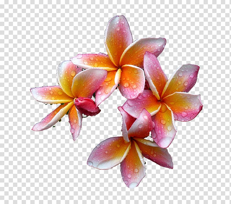 Flower Plumeria rubra Petal, frangipani transparent background PNG clipart