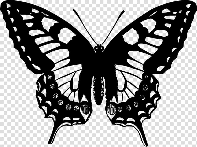 Swallowtail butterfly Papilio machaon Papilio ulysses, butterfly transparent background PNG clipart