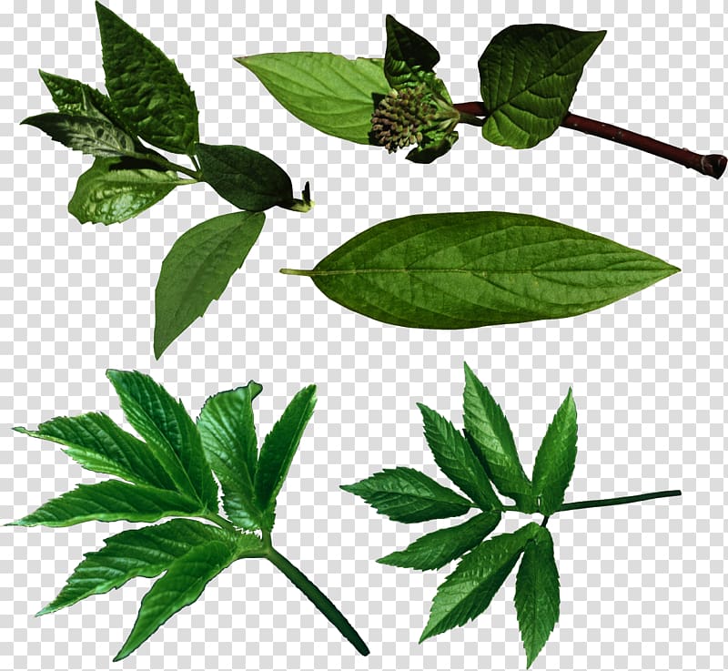 Leaf , green leaves transparent background PNG clipart