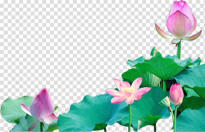 Lotus seed , Pink Lotus transparent background PNG clipart