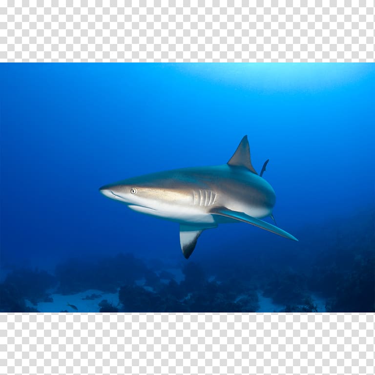 Tiger shark Great white shark Requiem shark Caribbean reef shark, shark transparent background PNG clipart