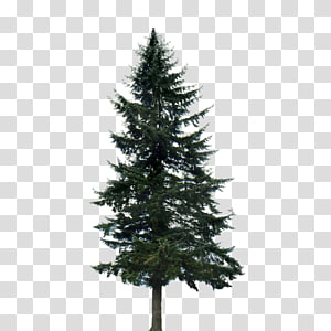 Western yellow pine Tree Conifers, fir-tree transparent background PNG clipart thumbnail