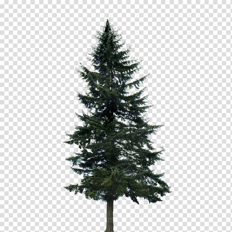 Western yellow pine Tree Conifers, fir-tree transparent background PNG clipart