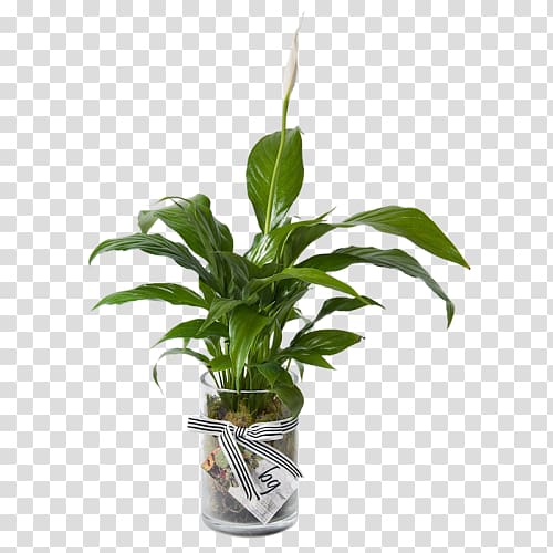 Houseplant Peace lily Leaf Plant stem, vase transparent background PNG clipart