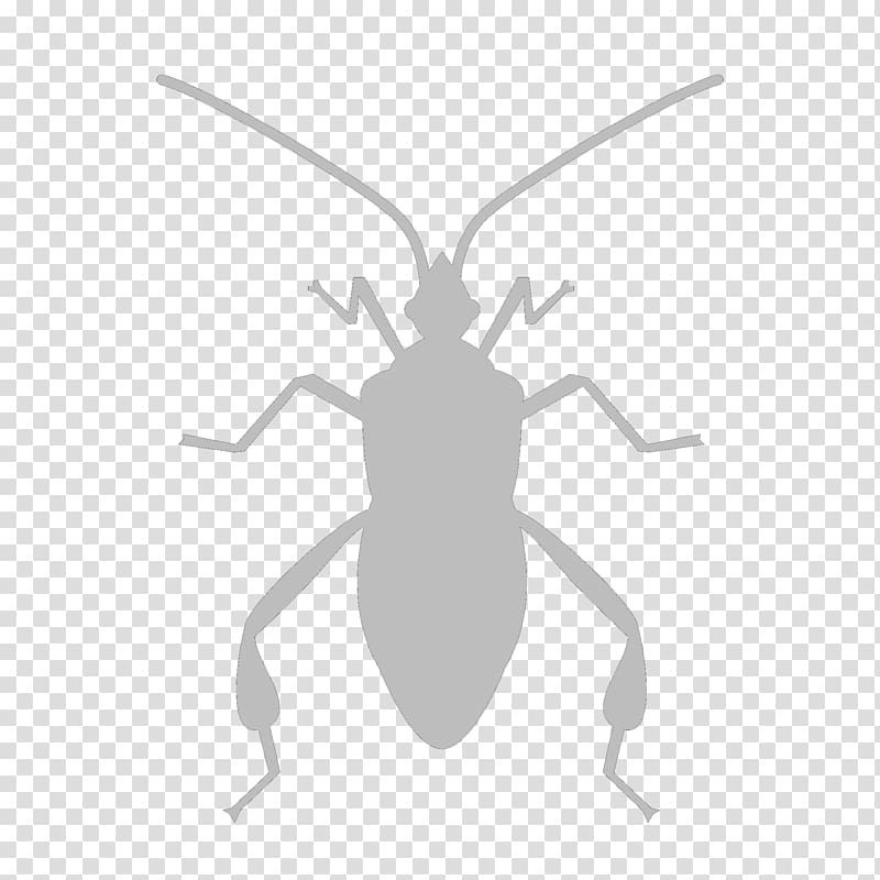 Insect Software bug Computer Icons, cockroach transparent background PNG clipart