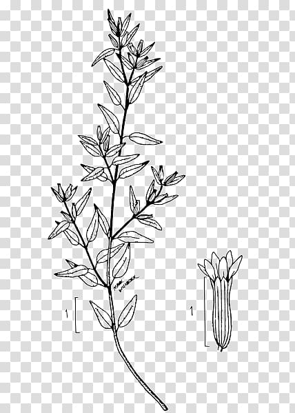 Cuphea viscosissima Cuphea hyssopifolia Cuphea ignea Botanical illustration Flora, plant transparent background PNG clipart