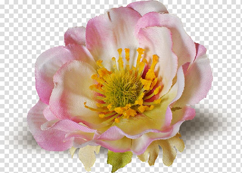 Flowering plant Petal Peony, Thanks Giving transparent background PNG clipart