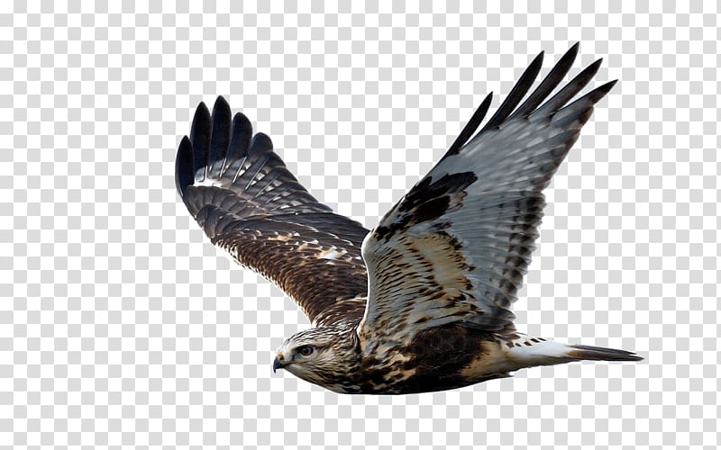 Bird of prey Rough-legged Buzzard Hawk Flight, Bird transparent background PNG clipart