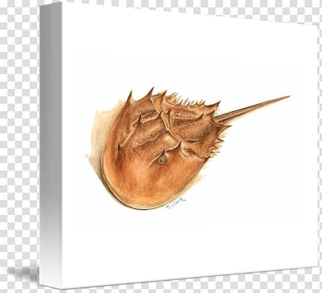 Atlantic horseshoe crab Gallery wrap Canvas Art, crab transparent background PNG clipart