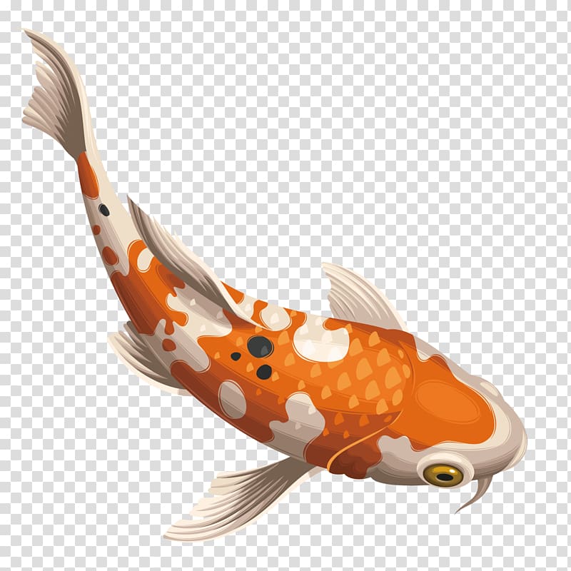 gold and white fish illustration, Koi Carassius auratus Fish, Beautiful spot fish transparent background PNG clipart