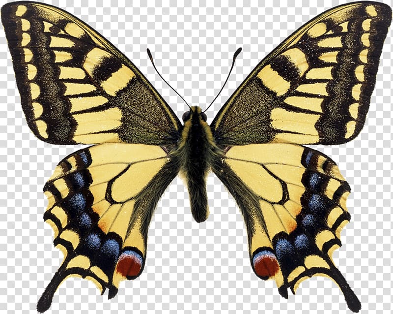 Swallowtail butterfly Papilio machaon Monarch butterfly Eastern tiger swallowtail, monarch butterfly transparent background PNG clipart