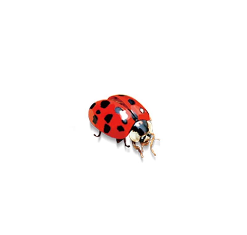 Ladybird Insect, Ladybug transparent background PNG clipart