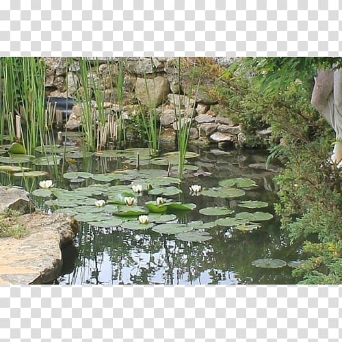 Fish pond Water resources Nature reserve Botanical garden Water feature, plantas japonesa transparent background PNG clipart