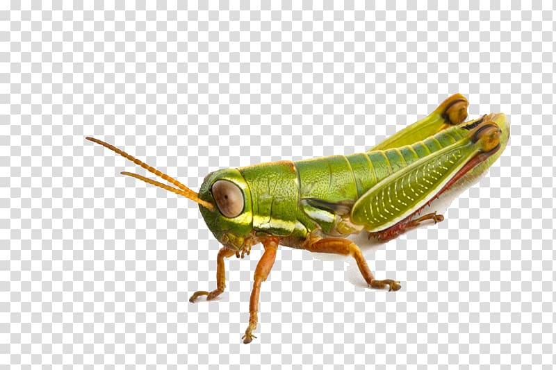 Grasshopper Icon, Grasshopper transparent background PNG clipart